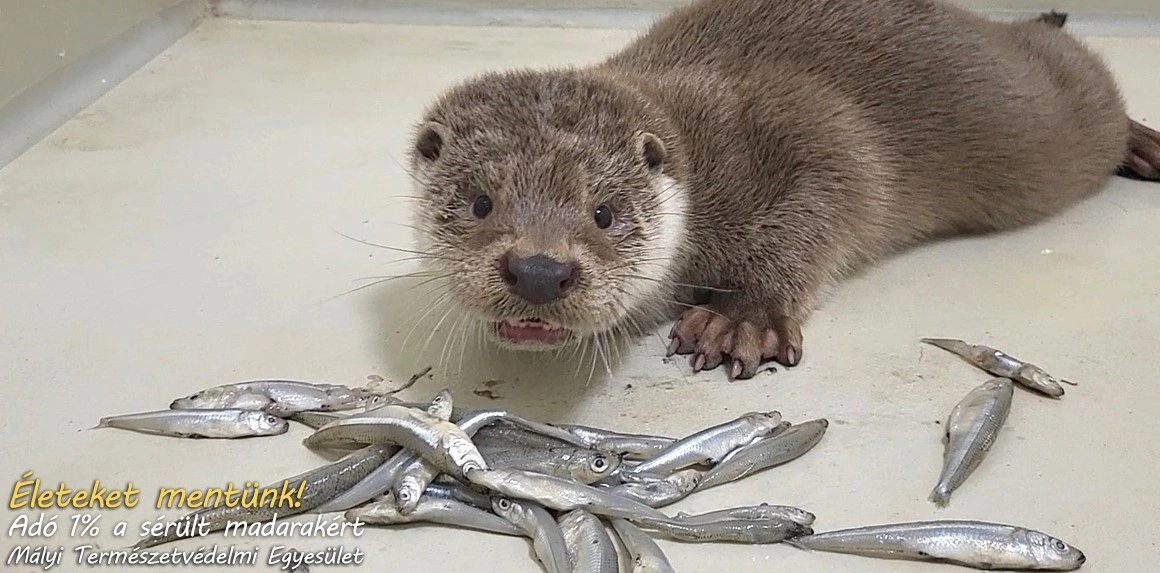 mentett vidra Mályiban. Fotó: Mályi Madármentő Állomás