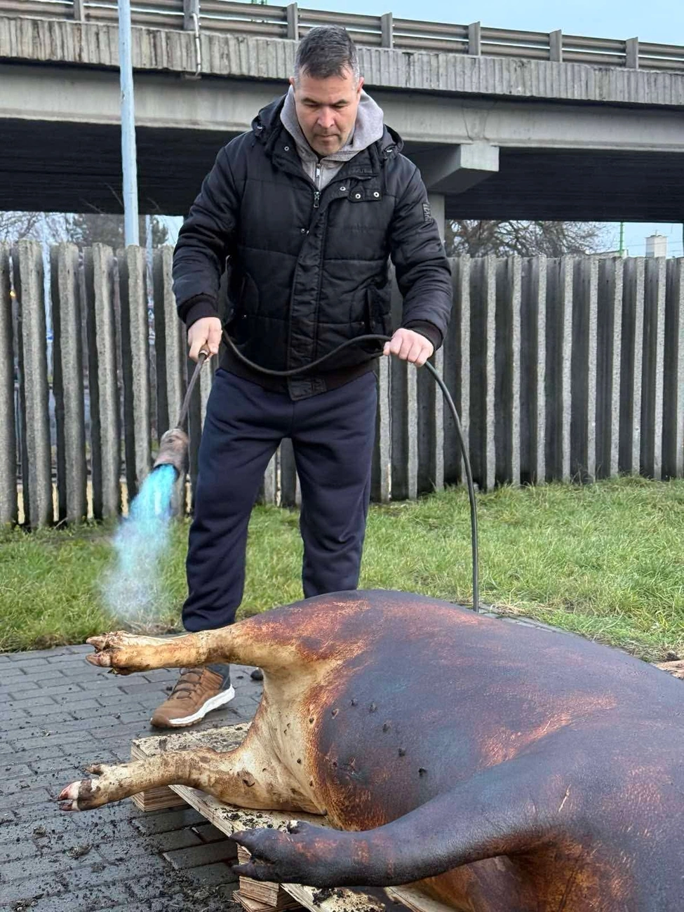 Disznóvágással készülnek a Bamakora