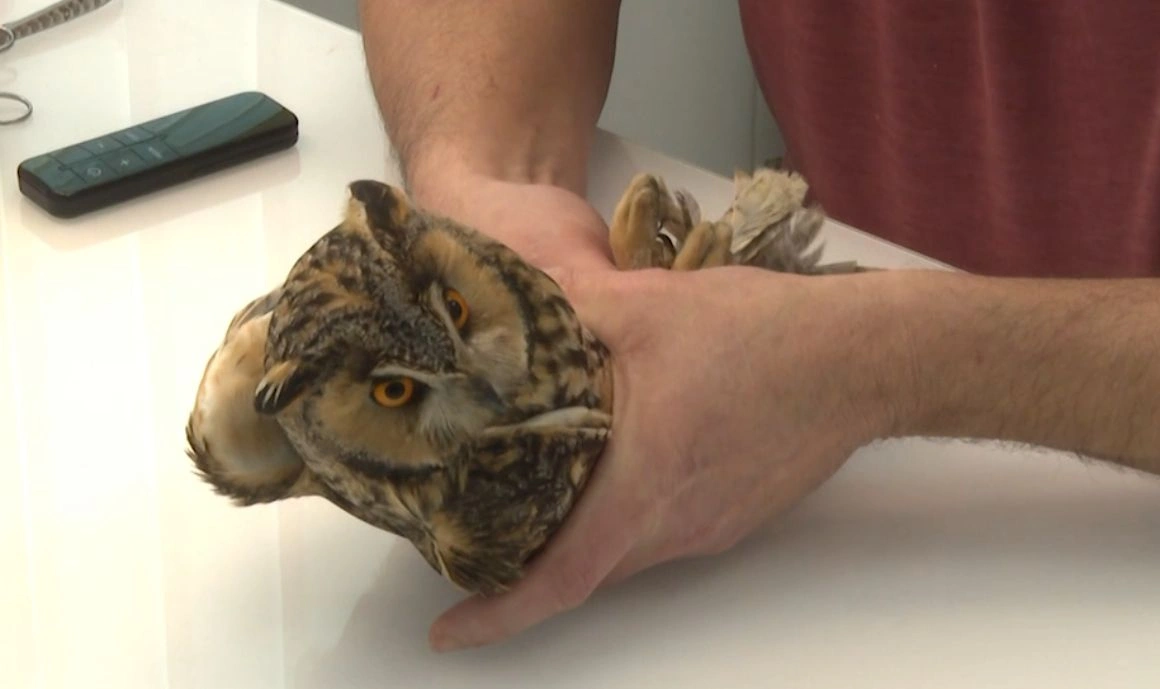 Súlyos sérülésekkel került egy erdei fülesbagoly a Mályi Madármentő Állomásra
