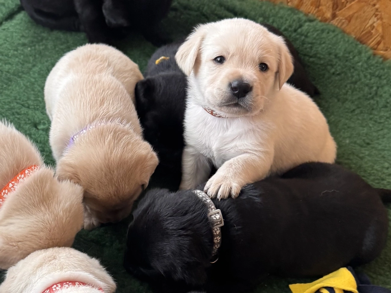 Borsó kölykei 4 hetesen. Fotó: Baráthegyi Vekvezető Kutya Iskola honlap