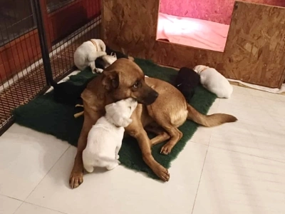 Mogyi, a mentett kutyus a Baráthegyieknél. Fotó: barathegyisegitokutyaiskola.hu