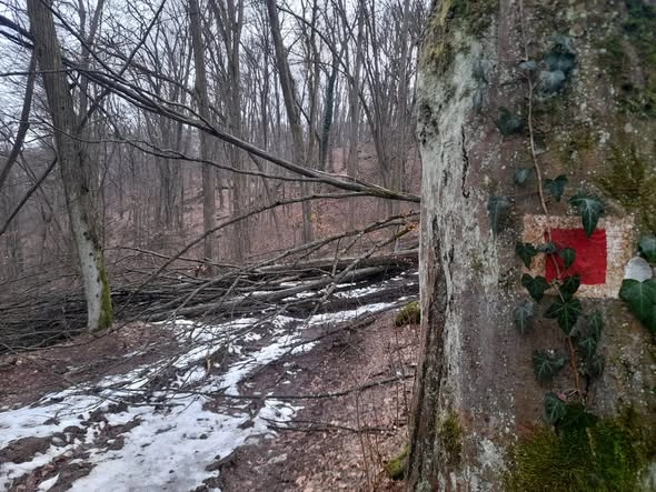 kidőlt fák a Bükkben. Fotó: Északerdő Zrt. Facebook