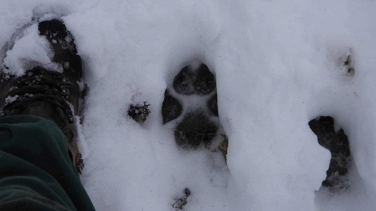 Farkasnyom a Bükkben. Fotó: BNPI