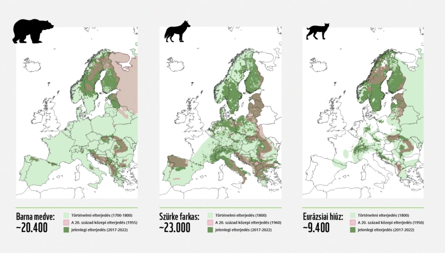 Nagyragadozók elterjedése. Fotó: WWF Magyarország