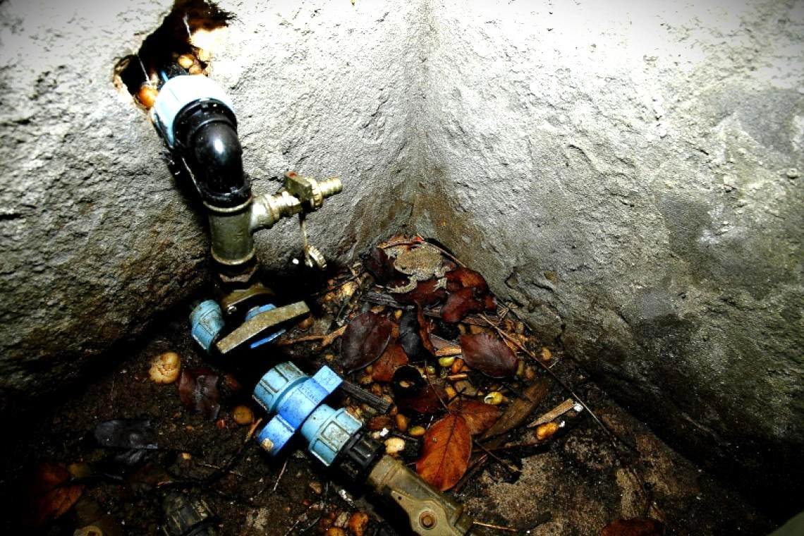 Vízórában ragadt barna varangy. Fotó: MME