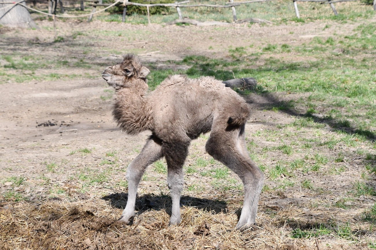 kisteve. Fotó: MiskolcZoo