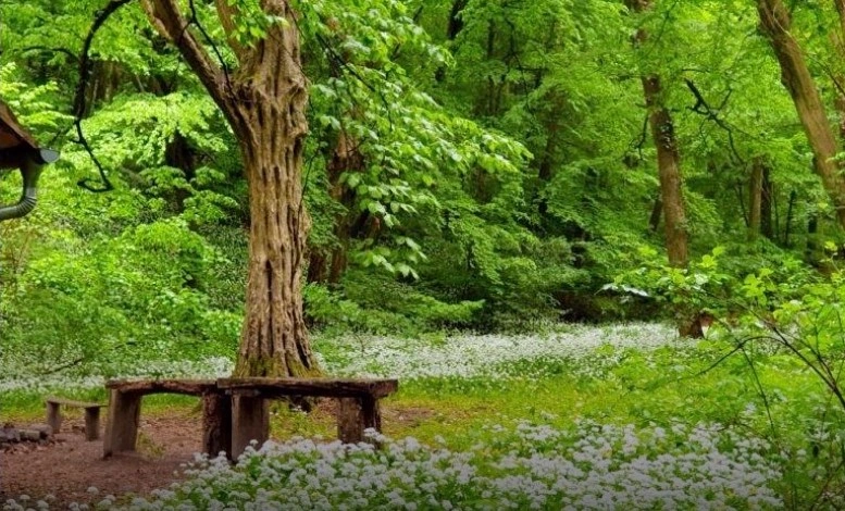 Medvehagyma mező az Ablakos-kő-völgyben. Fotó: Bükki Magazin