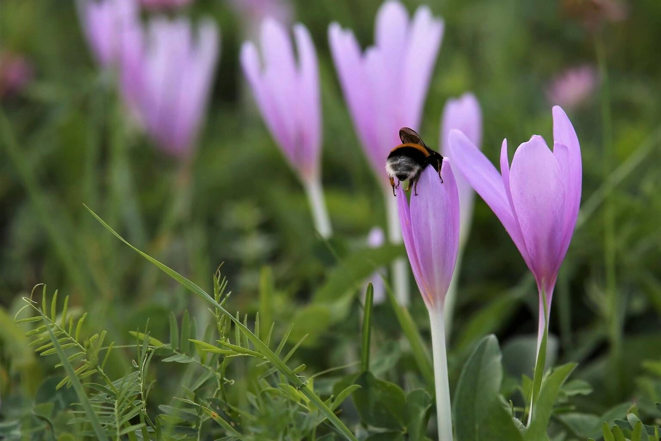 Őszi kikerics. Fotó: agroforum.hu