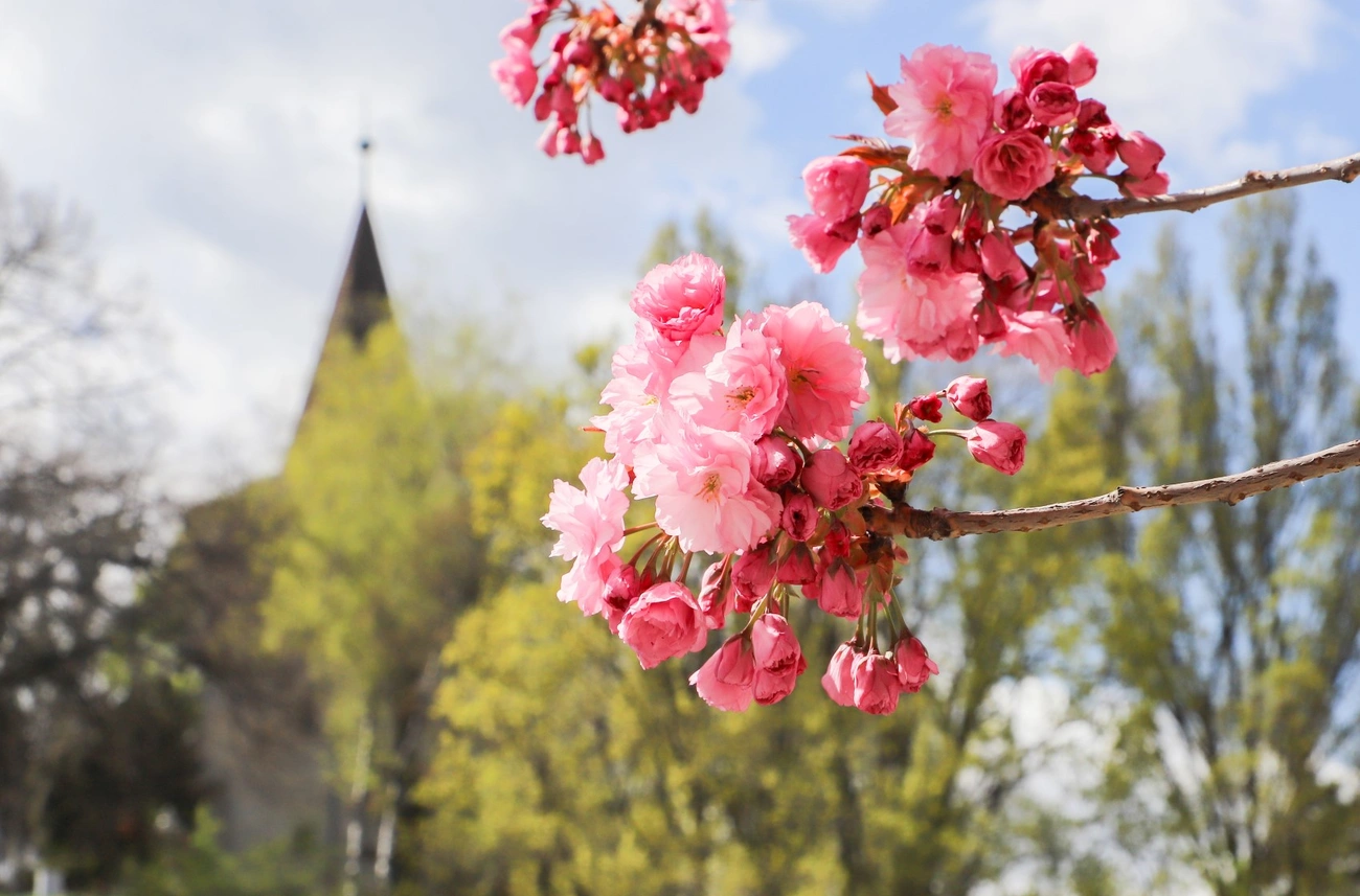 napindito avas virágzás