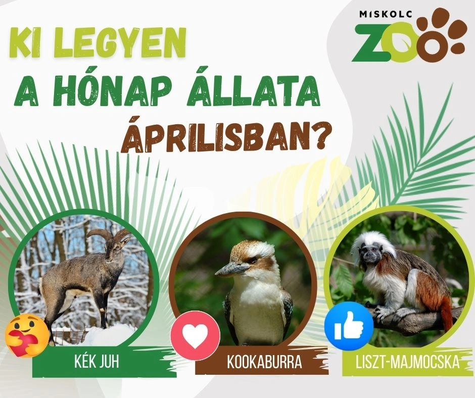 a hónap állata áprilisban