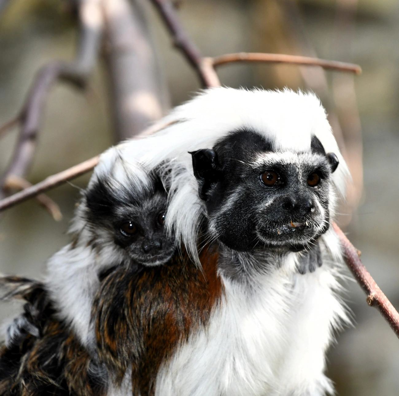 A Liszt-majmocska lett a hónap állata áprilisban