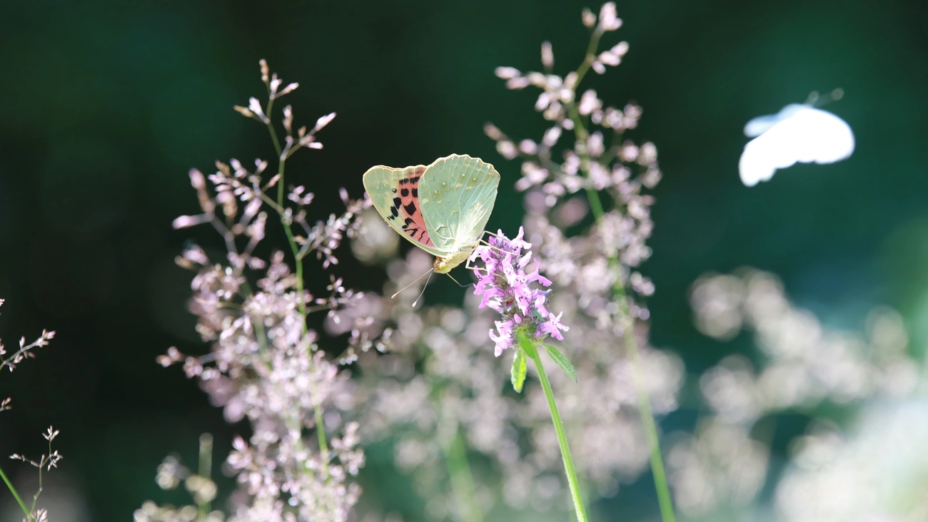 pillangó a Kerecsendi-erdőben. Fotó: BNPI Facebook