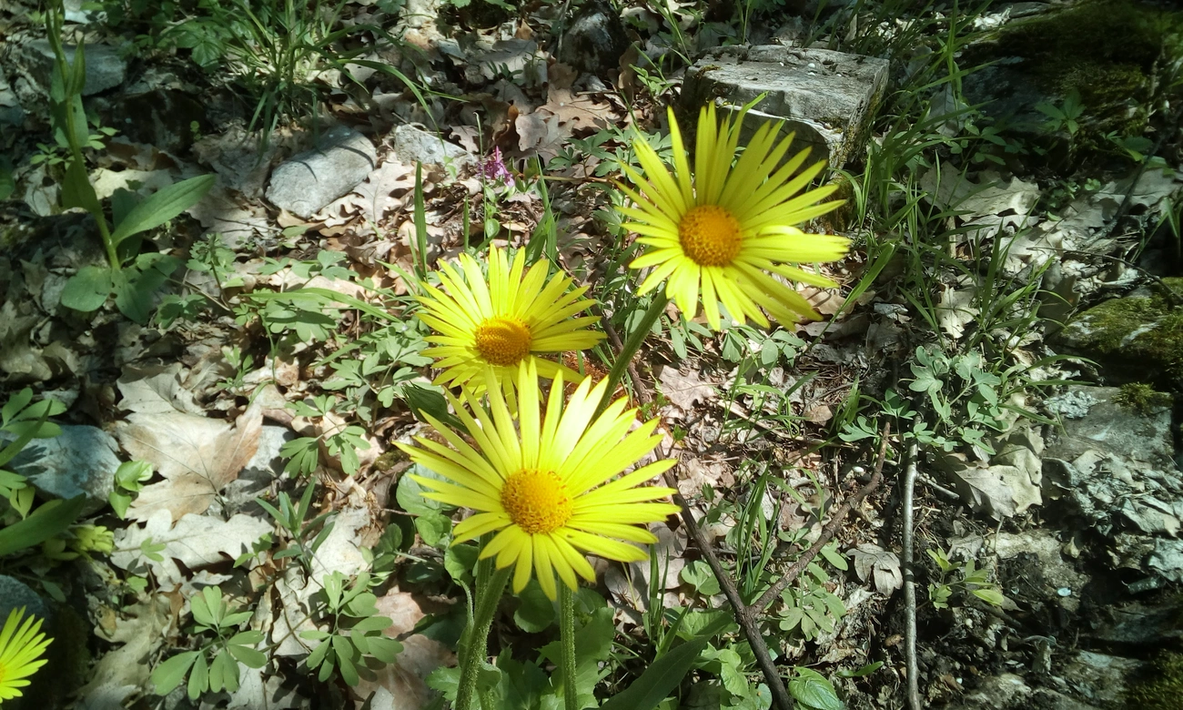 magyar zergevirág a Csókás-völgyben. Fotó: Csókás-völgy Erdőrezervátum