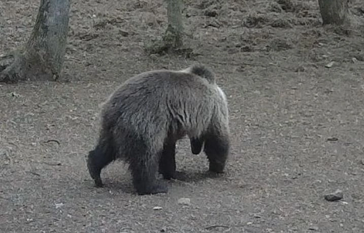 2026. május 09-én reggel barnamedve (Ursus arctos) észlelés történt az Aggteleki Nemzet Park déli részén, Égerszög település külterületén, egy szórón.