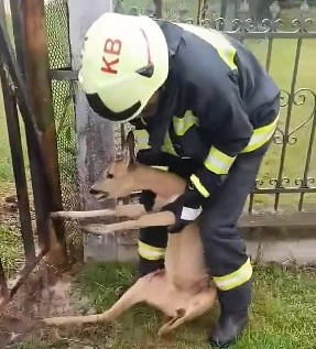 őz szabadítás. Fotó: BAZ katasztrófavédelem