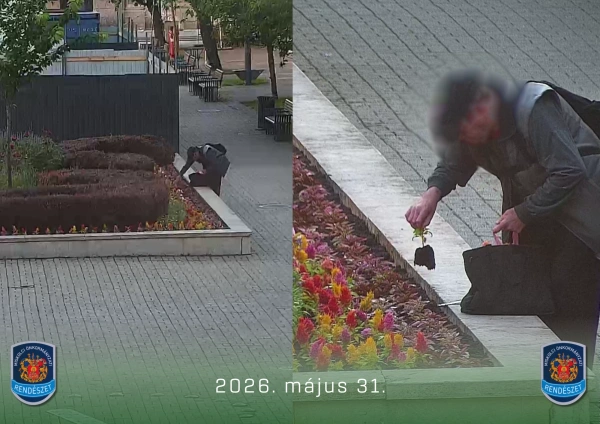 viráglopás. Fotó: MIÖR
