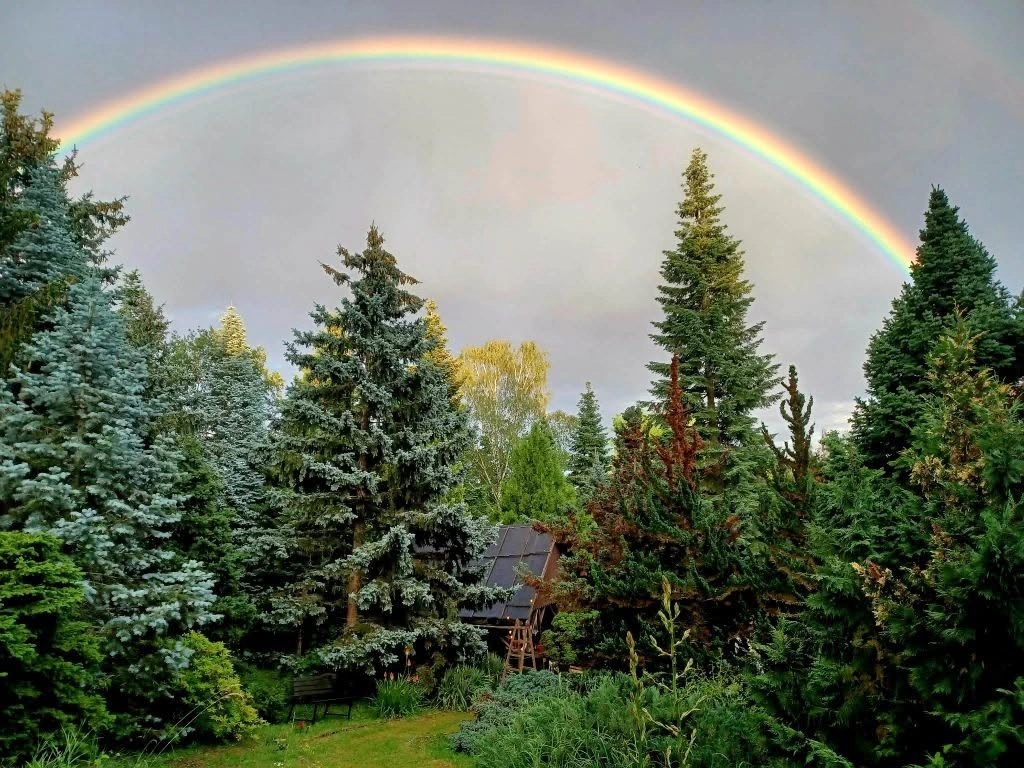 Avasi Arborétum Miskolc/Dr. Adorján Imre Fenyőkert