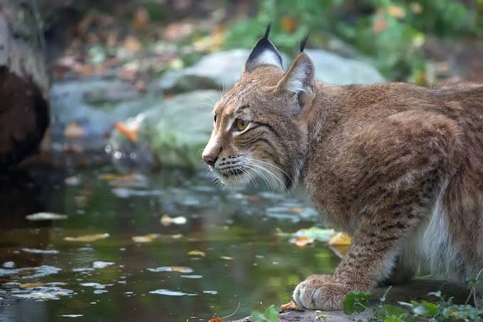 eurázsiai hiúz. Fotó: WWF Magyarország