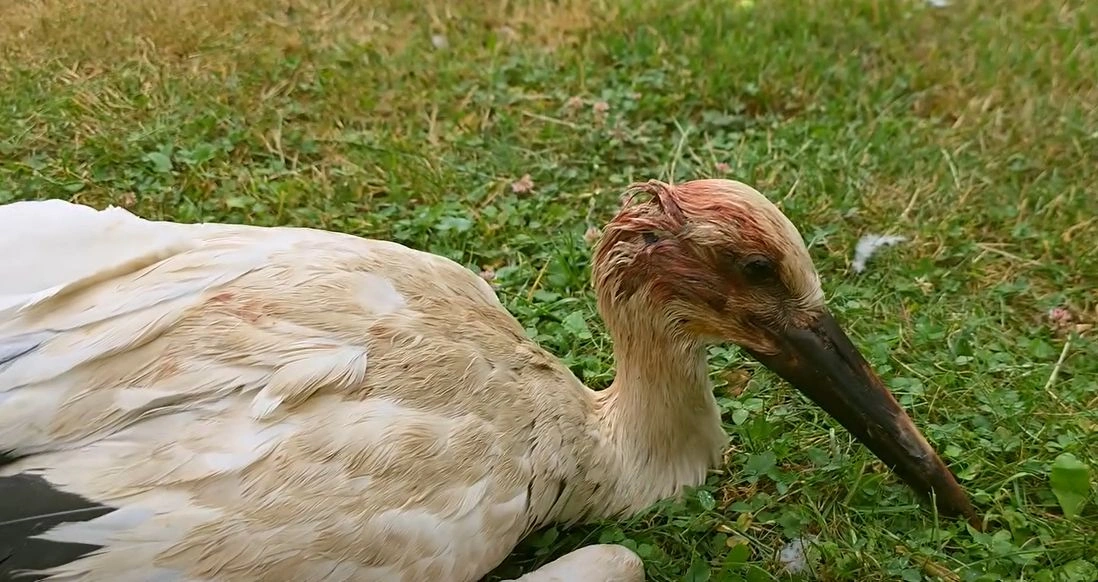 mezőkeresztesi kis gólya
