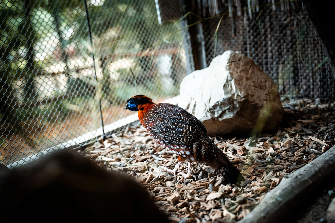 kektorku_dragopan_csibe_260720_hcs-5.jpg