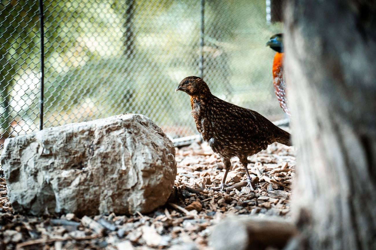 kektorku_dragopan_csibe_260720_hcs.jpg
