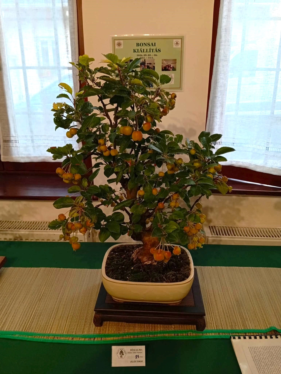 bonsai kiállítás Diósgyőrben. Fotó: Fügedi Márta Népművészeti Egyesület Facebook