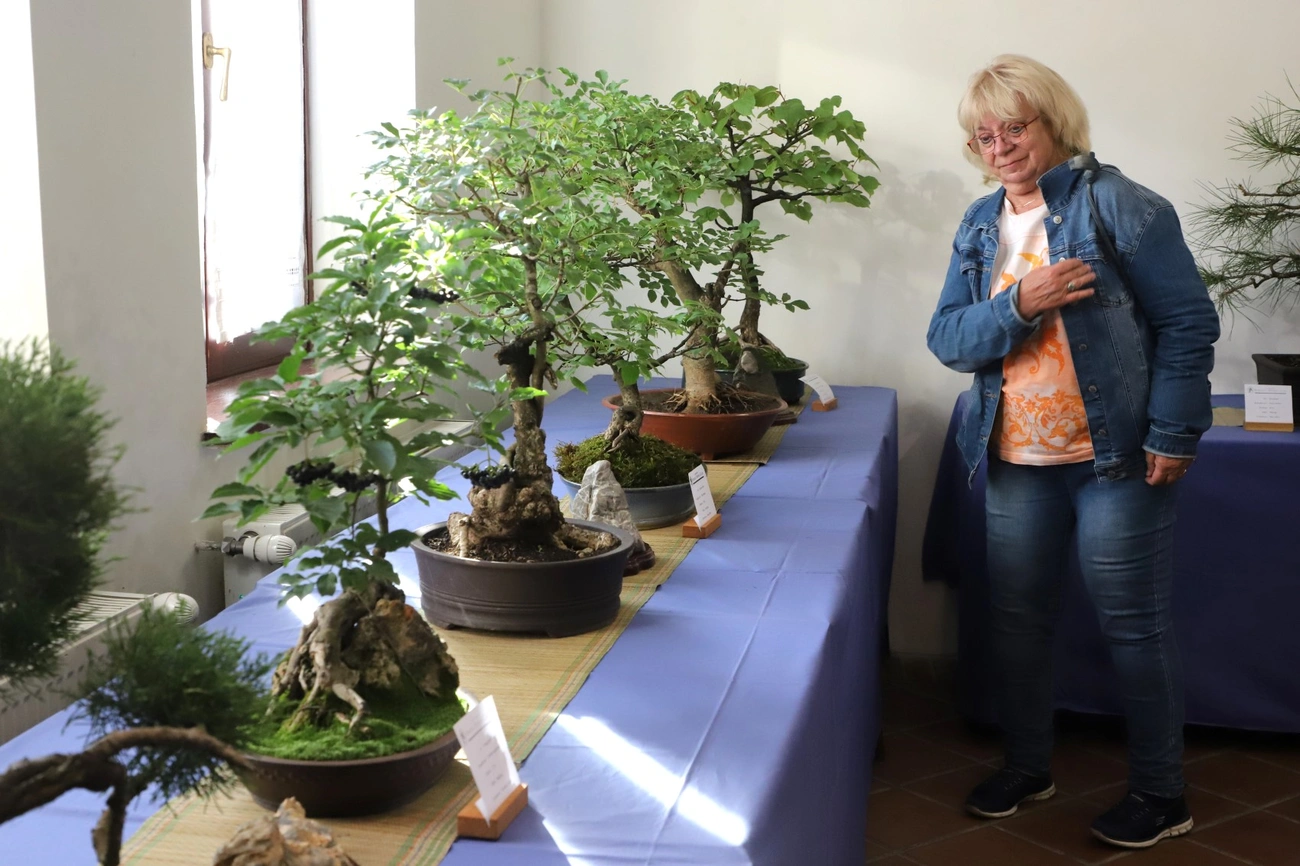 A 25 éves Miskolci Bonsai Klub kiállítása