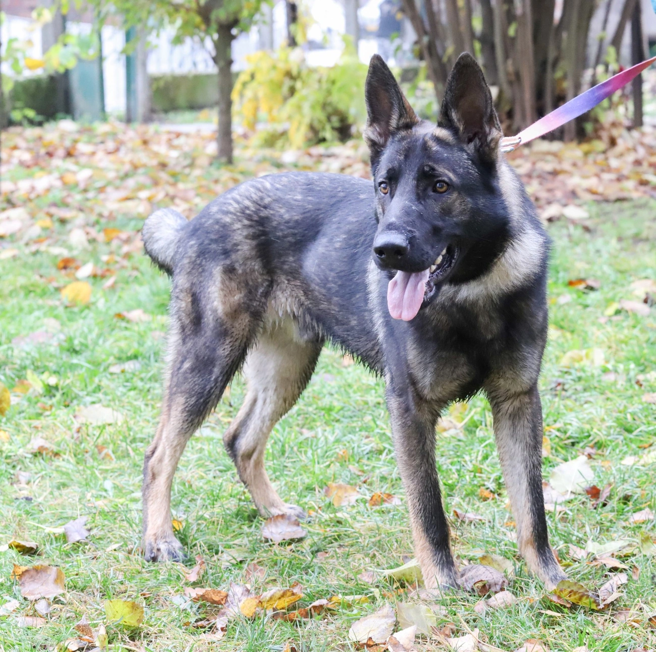 Nyílt nap a Miskolci Állategészségügyi Telepen