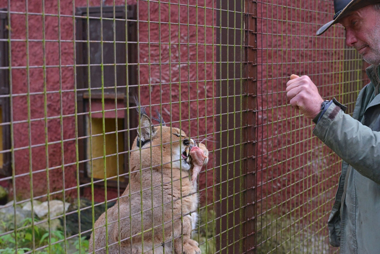 Állatkert - a hónap állata -