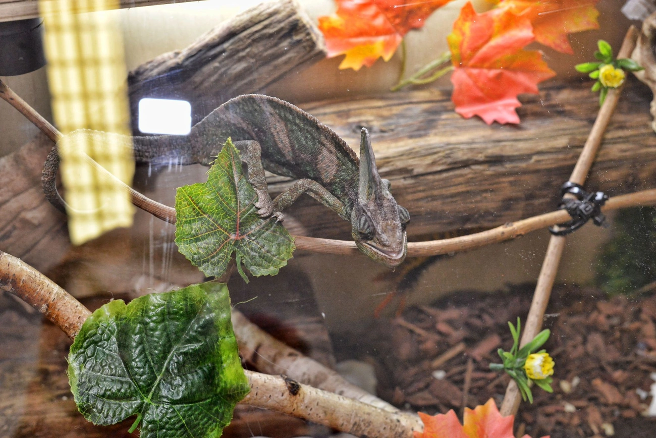 Egzotikus kisállat kiállítás