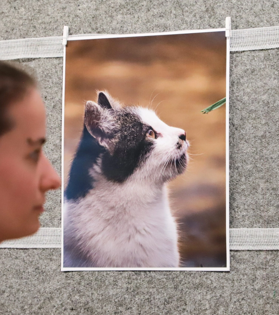 Terjék Fanni fotókiállítása az Ifjúsági Házban