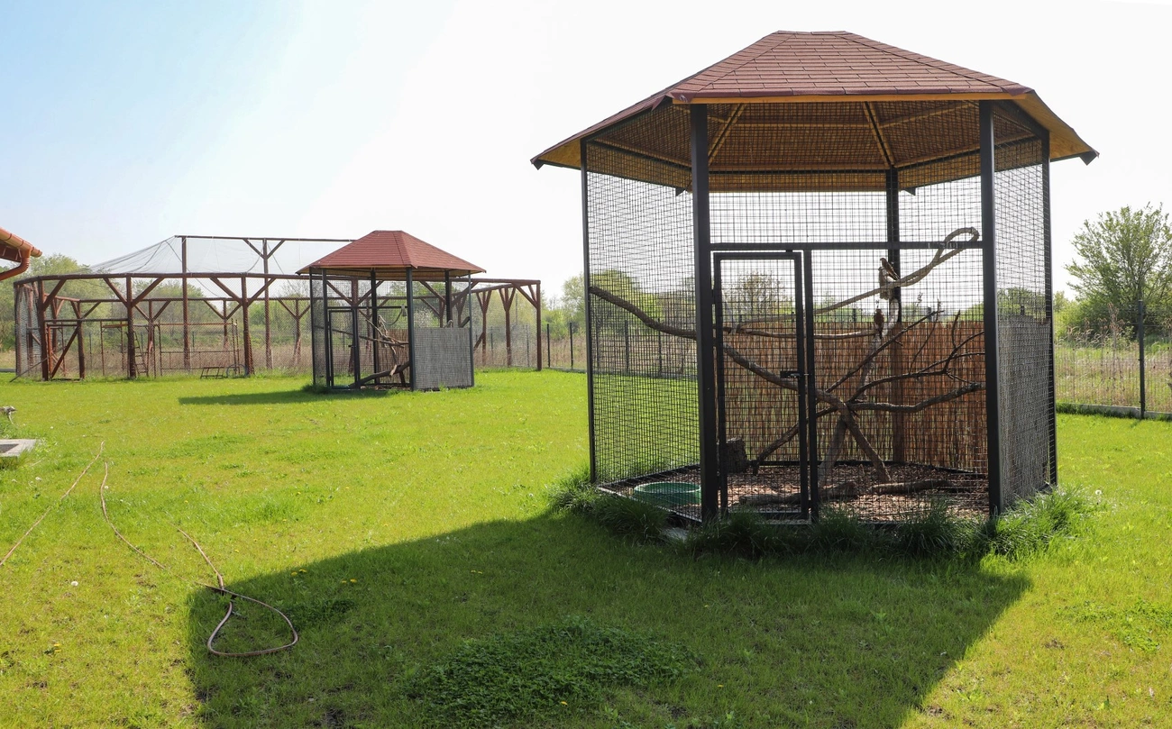 Kis mókusok, kis libák a Madármentő Állomáson Mályiban