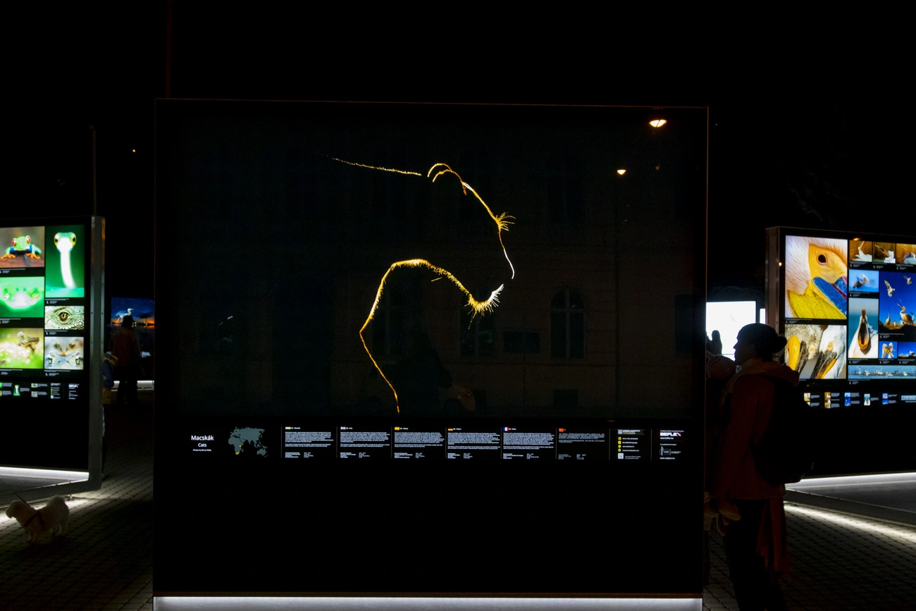 A láthatatlan természetfotós kiállításmegnyitó  