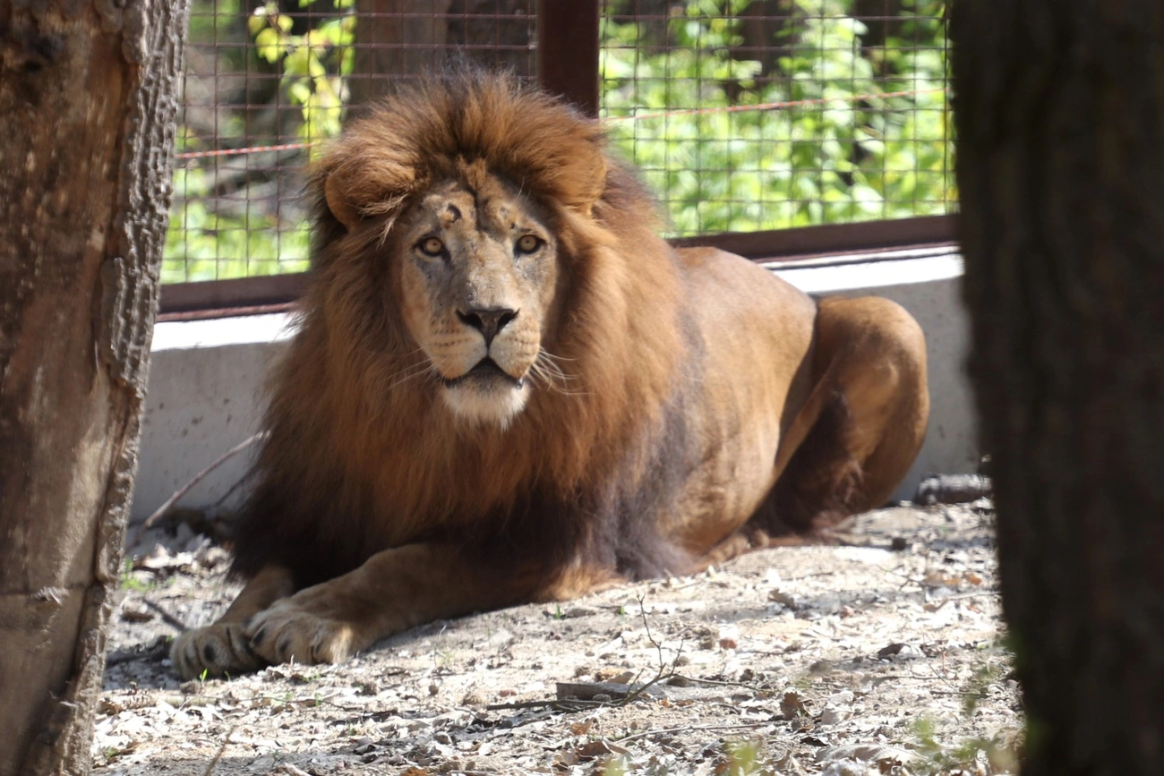 Oroszlánok érkeztek az Afrika házba
