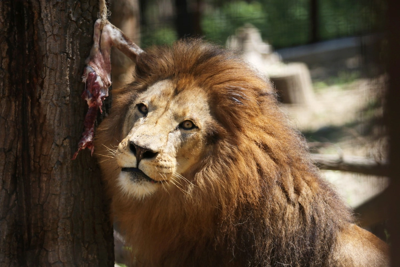 Száhel nap a Miskolci Állatkertben