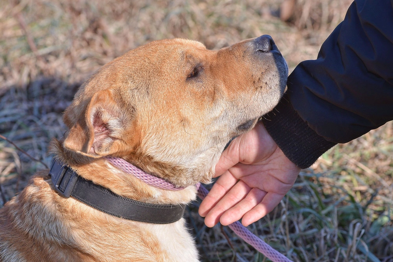 Nyílt nap az állategészségügyi telepen 