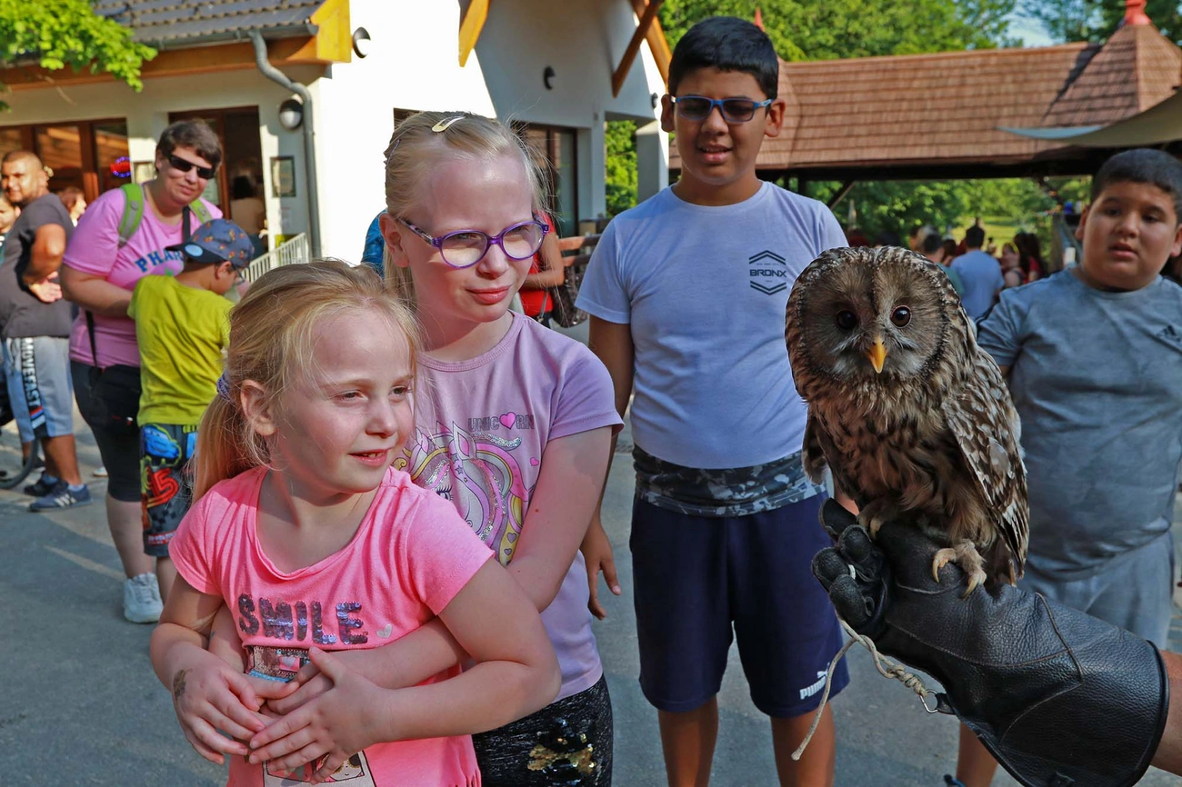 Áloméj az állatkertben 