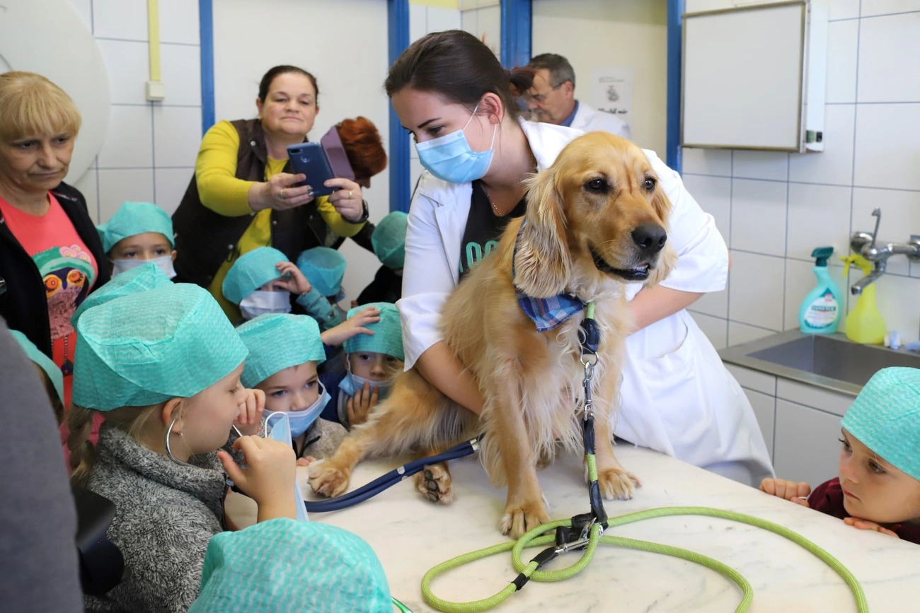 Óvodások jártak a Miskolci Állatkórházban