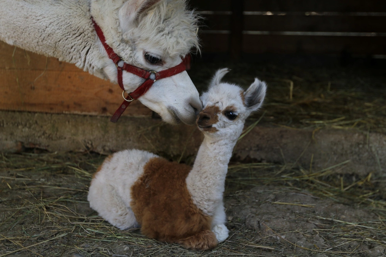 Újabb alpaka született a Baráthegyi Majorságban
