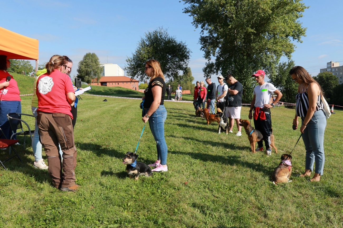 Avas Szépe kutyaszépségverseny 