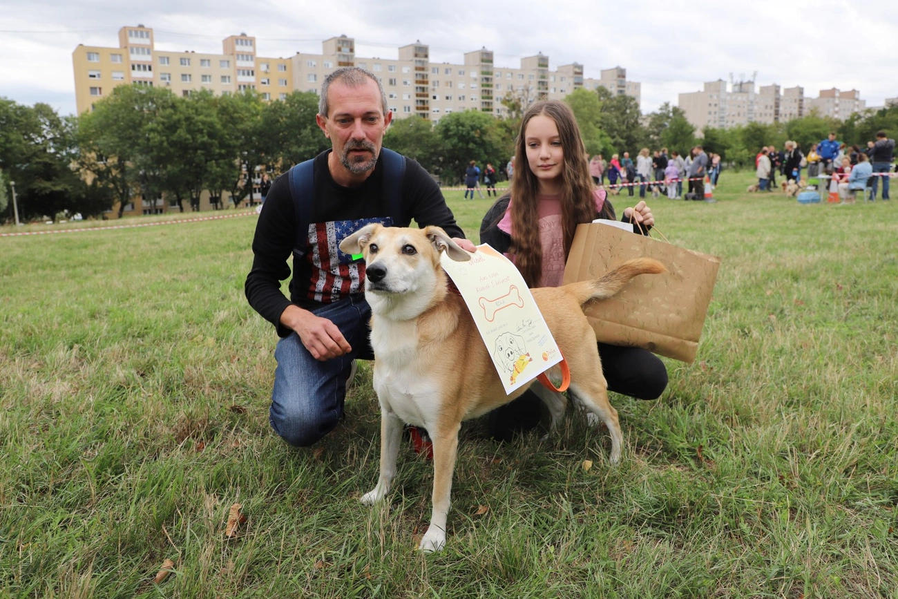 Avas Szépe kutyaszépségverseny 