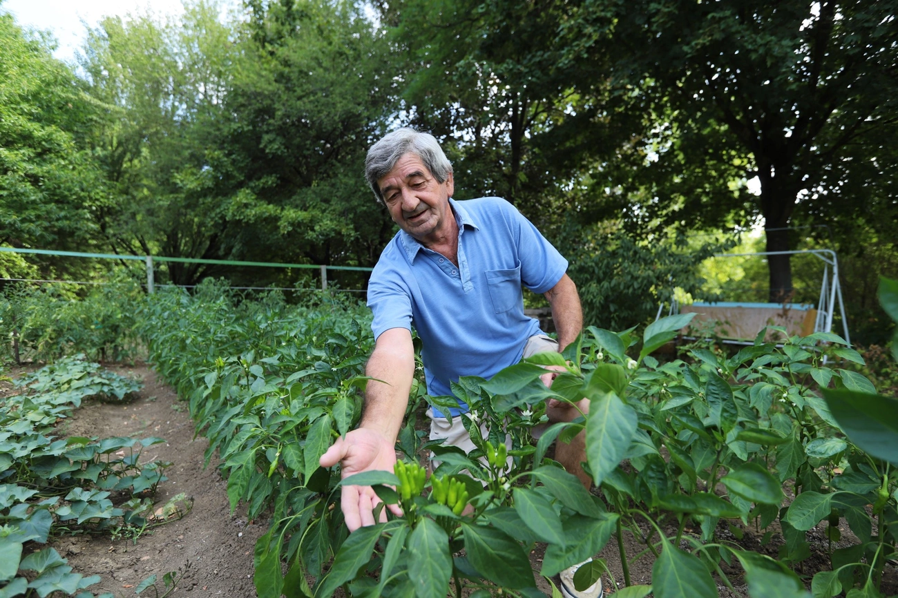 Közösségi kert az Avasi Arborétumban 