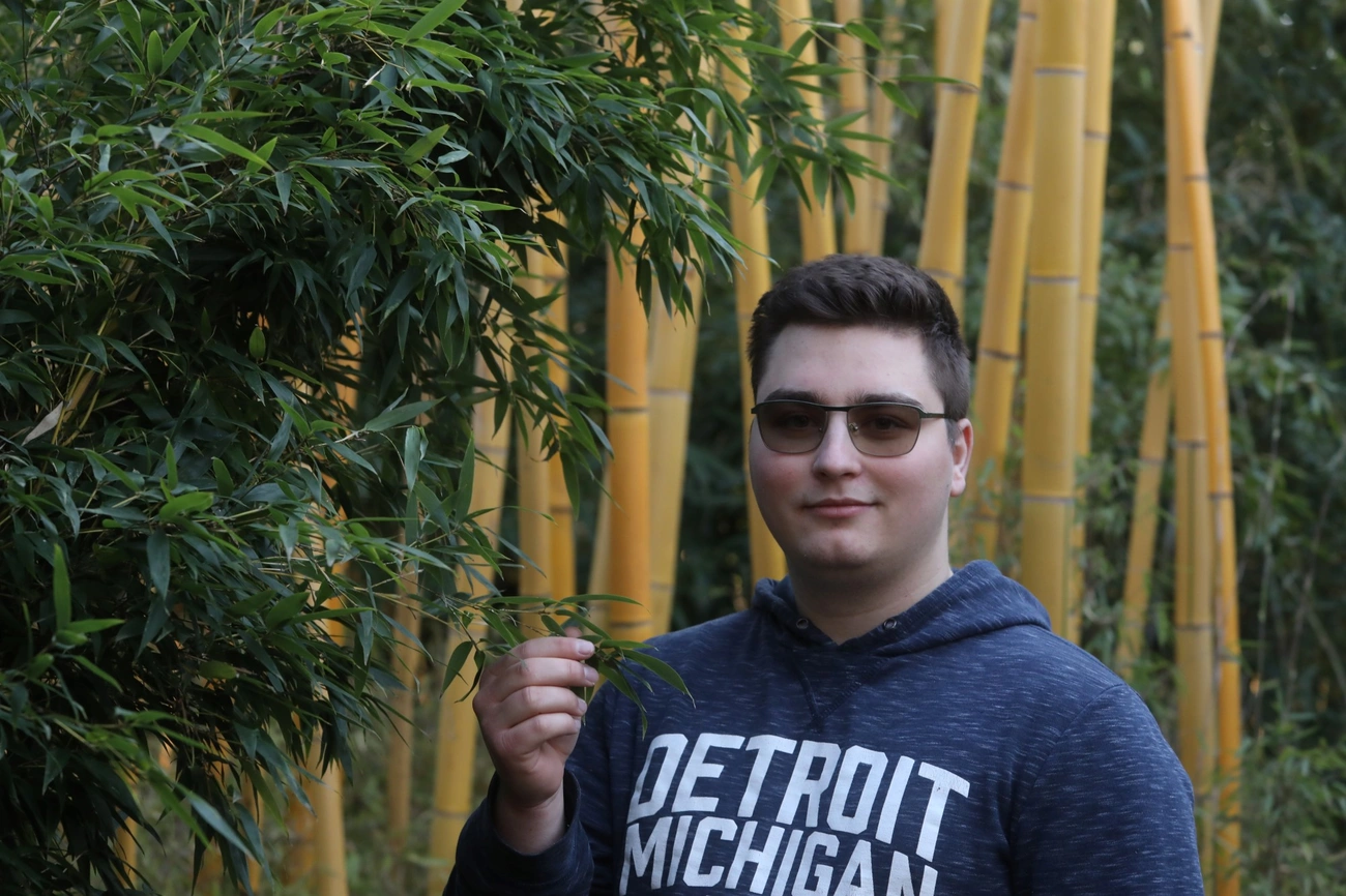 Bambuszerdő a kertben 