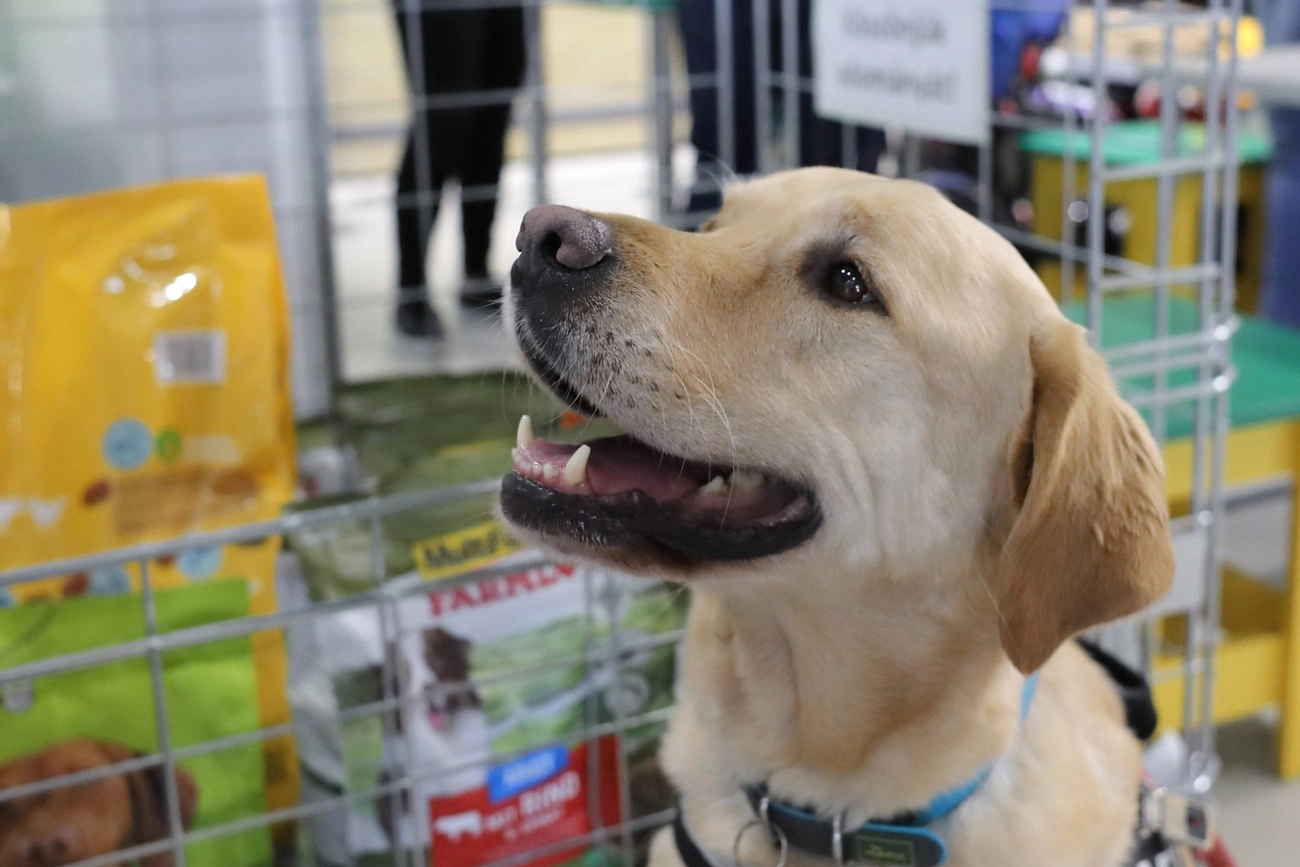 Jótékonysági akció a Baráthegyi vakvezető kutyákért 