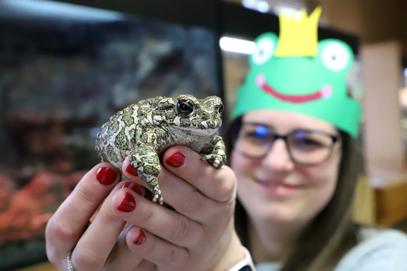 Első Miskolci Békakiállítás és Béka Szépségverseny az állatkertben