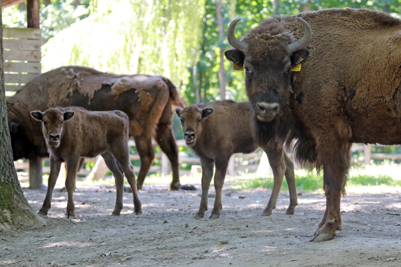 Bölényborjak születtek a Miskolci Állatkertben 