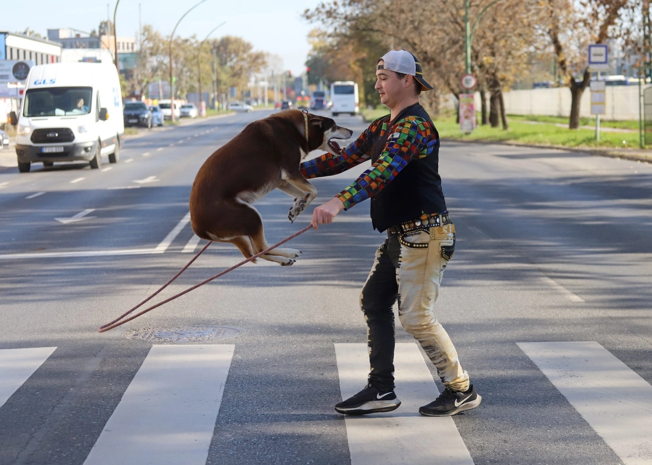 Balesetmegelőzési film forgatása a Hungária Nagyszirkusz állataival 