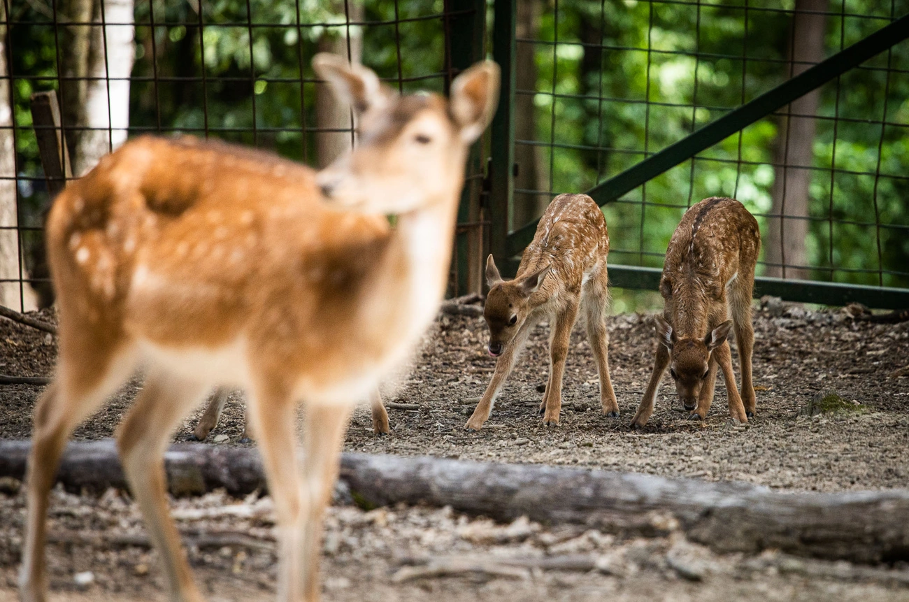 Dámszarvas borjak a Miskolci Állatkertben 