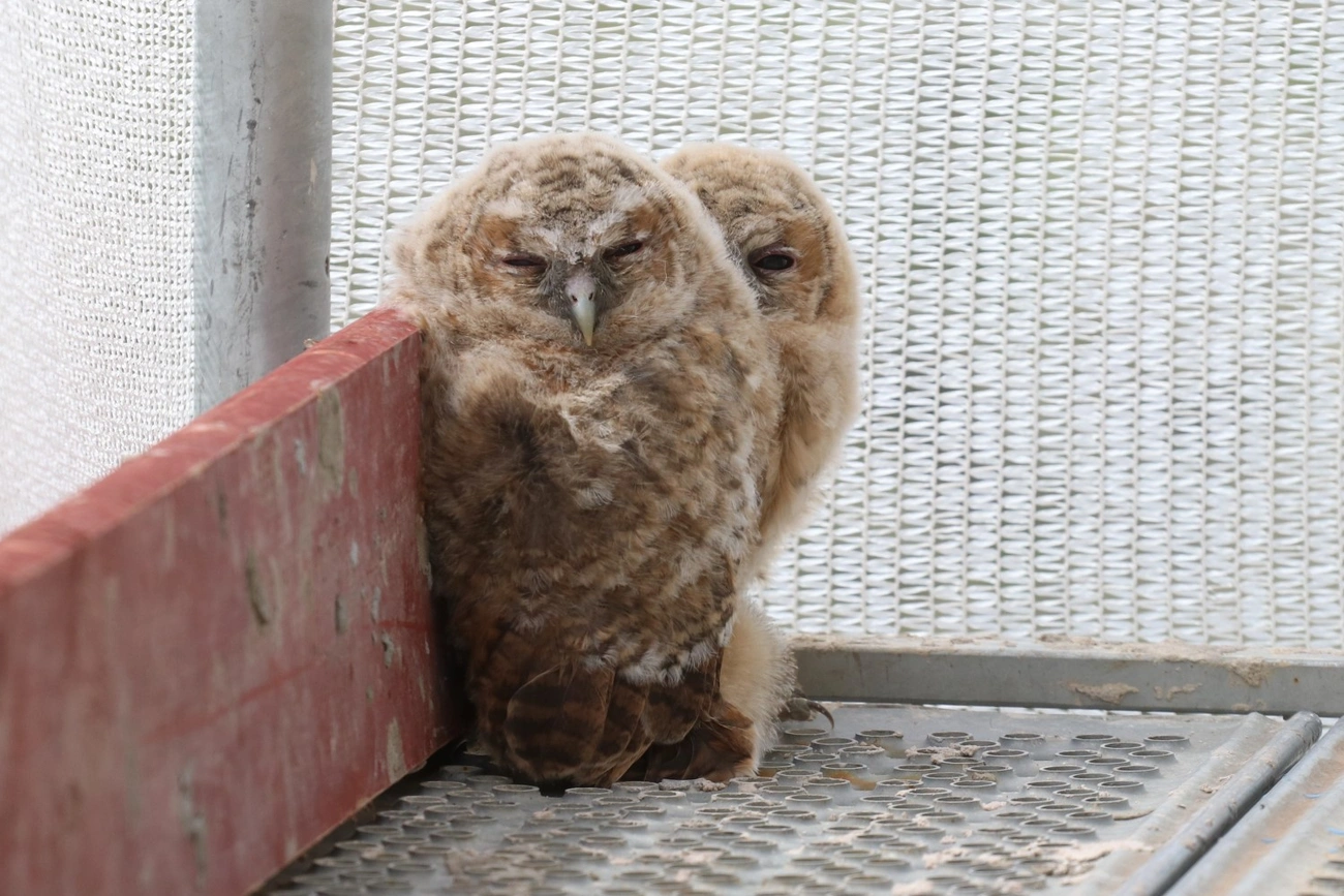 Bagolycsalád a Diósgyőri várban 