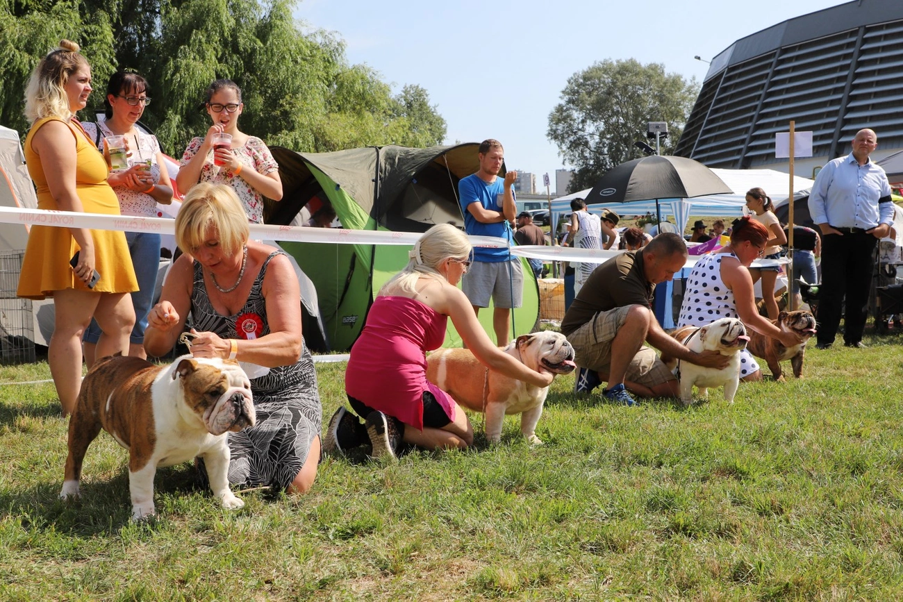 Marathon Dog Show 